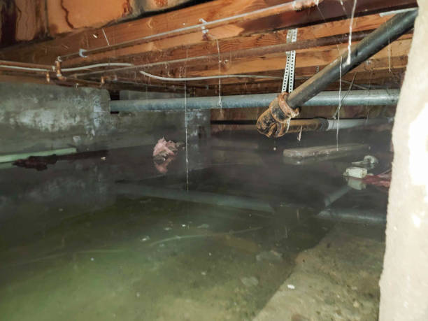 Best Mold removal after water damage  in La Crescenta Montrose, CA